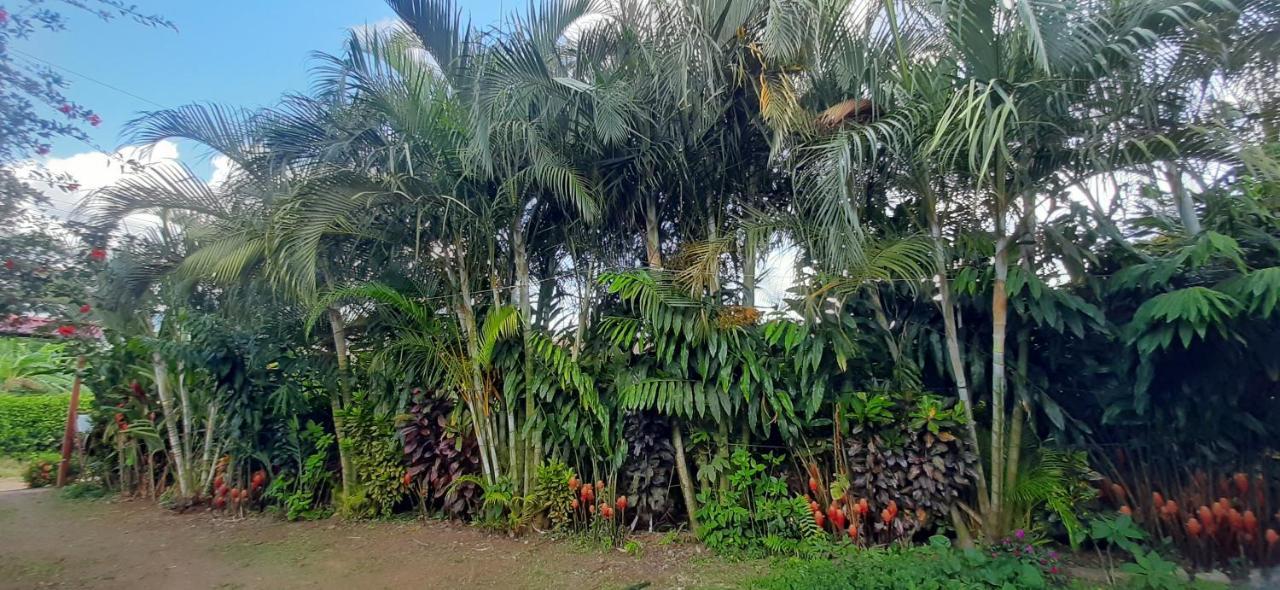 Jardin Entre Montanas Bed & Breakfast Bijagua Exterior photo